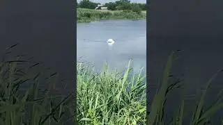 Папа лебедь 🦢 охраняет потомство