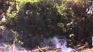 Negative Effects of Deforestation