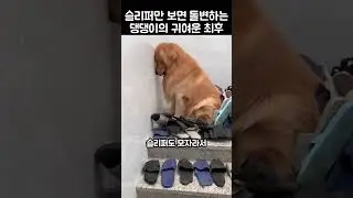슬리퍼만 보면 이성을 잃는.. 귀여운 댕댕이의 최후