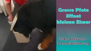 Grosse Pfote öffnet kleinen Eimer