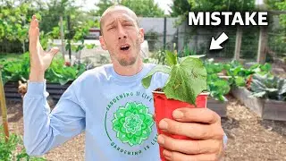 5 Tips for Growing Cucumbers