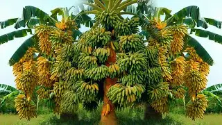 How to Grafting Banana With Papaya Fruit