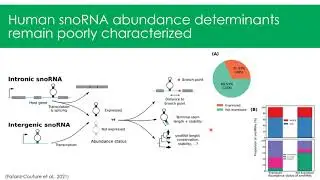 Predicting snoRNA abundance in human to... - Étienne Fafard-Couture - iRNA - Poster - ISMB/ECCB 2021