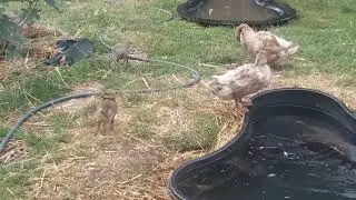 Our 22-day-old ducklings can now get out of the pool (without any help)