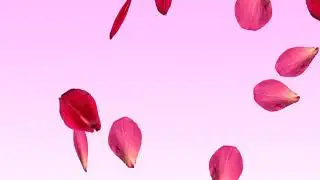 Rose Petals Falling Animation HD
