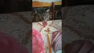 #Мейн