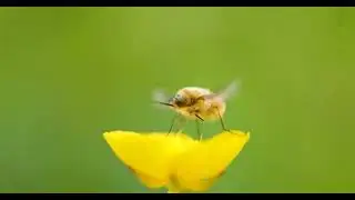 New Funny Insects Video 2022