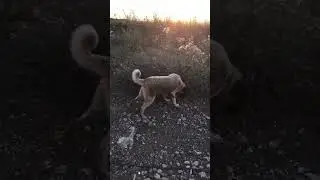 Eve dönüş #kangal ile