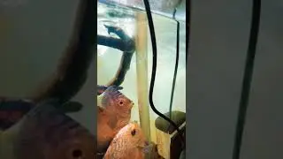 TELOR DISCUS