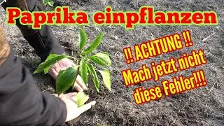 Paprika einpflanzen: Fast ALLE machen jetzt diese FEHLER! Darauf UNBEDINGT achten