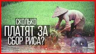Сережа 01к. Сколько платят за сбор риса?