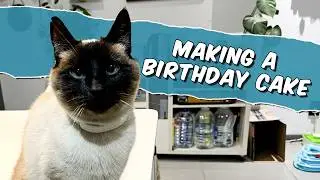 Making A Birthday Cake For My Siamese Cat