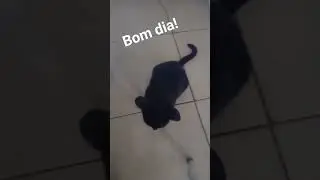 Gatinha conversando!