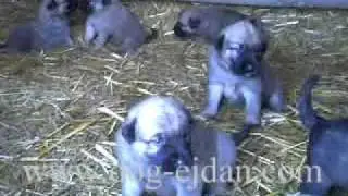 Turkish Kangal,Kangal,Turski Kangal,Кангал www.dog-ejdan.com