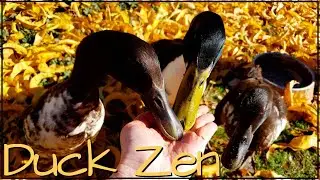 Moment of Zen; Hand Feeding Ducks