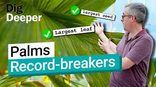 Palms: record breakers of the plant kingdom | Dig Deeper S1 Ep2 | Kew