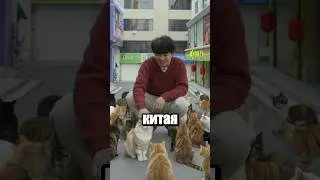 Cat City
