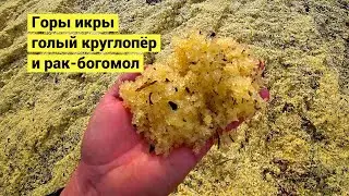 Горы селёдочной икры на побережье!