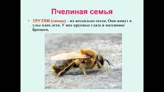Медоносная пчела биология 8 кл