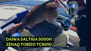 DAIWA SALTIGA 5000H ΠΡΩΤΟ ΜΑΤΩΜΑ βόλτα για Offshore #daiwa #zenaq #shimano #fishing #mancing