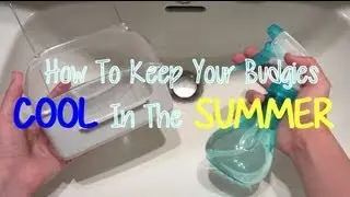 How To Keep Your Budgies Cool In The Summer!