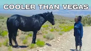 Beat the Vegas Heat: A Wild Horse & Fishing Adventure