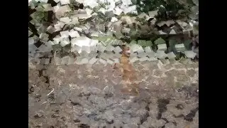 RoxyThePitbull Compilation Video!