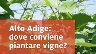 Alto Adige: dove conviene piantare nuove vigne