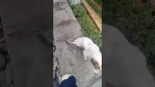 Надо дать девочке кличку 