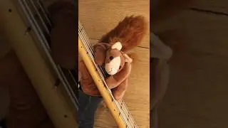 #basssquirrel plays „Everybody (Backstreet’s Back) by the @backstreetboys