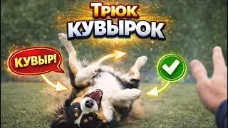 Научить собаку кувыркаться! Суши и роллы