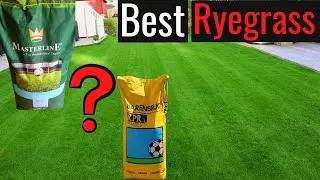 Best Perennial Ryegrass Seed? Even for colder climates!