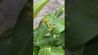 زرعنا دنجال وفلفلة تبارك الله كبرو وشجرة الليمون زهرة وبدات كتعطي الغلة جو رائع