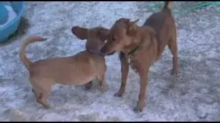 Snow Day in SA 02-04-2011