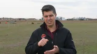 Oats for Grazing?