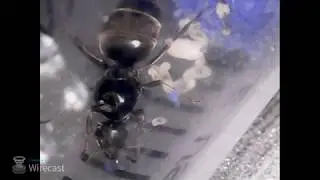 Feeding the 2nd colony with sugar sirup