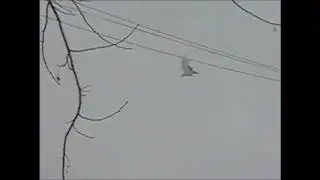 МУРЕХВОСТАЯ