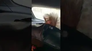 Белка Чип на все горазд😂 