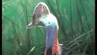 Casuar: a única ave que mata seres humanos e faz isso rapidamente com apenas um golpe.