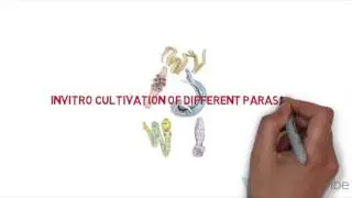 Methods of cultivating parasites in vitro
