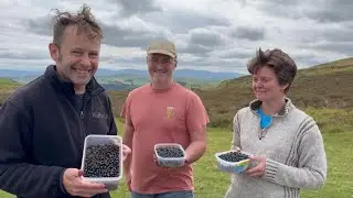 Picking Bilberries, and their health benefits on a fun family Sunday.