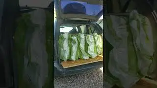 тачка для всего