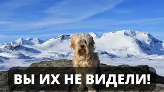 Самые редкие породы собак! 100% удивитесь!