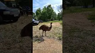 Мой новый помощник! 