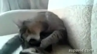 Кот бьет себя лапами)))  Ржака) cat fell out with his own paws