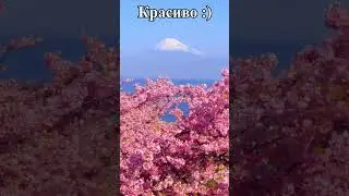 Красивое :) Shorts #животные #animals #смешное_видео