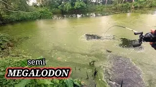 CASTING GABUS HARUAN||Spot Idaman Para Castingers||Gabus Megalodon