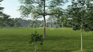 Field Of Green Grass And Trees