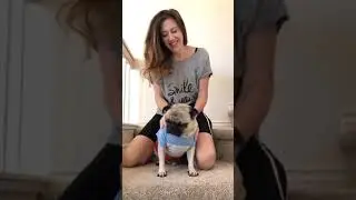 Bop it challenge - Shaq The Pug 