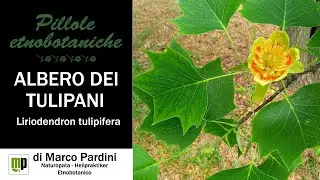 Pillola etnobotanica - Albero dei tulipani